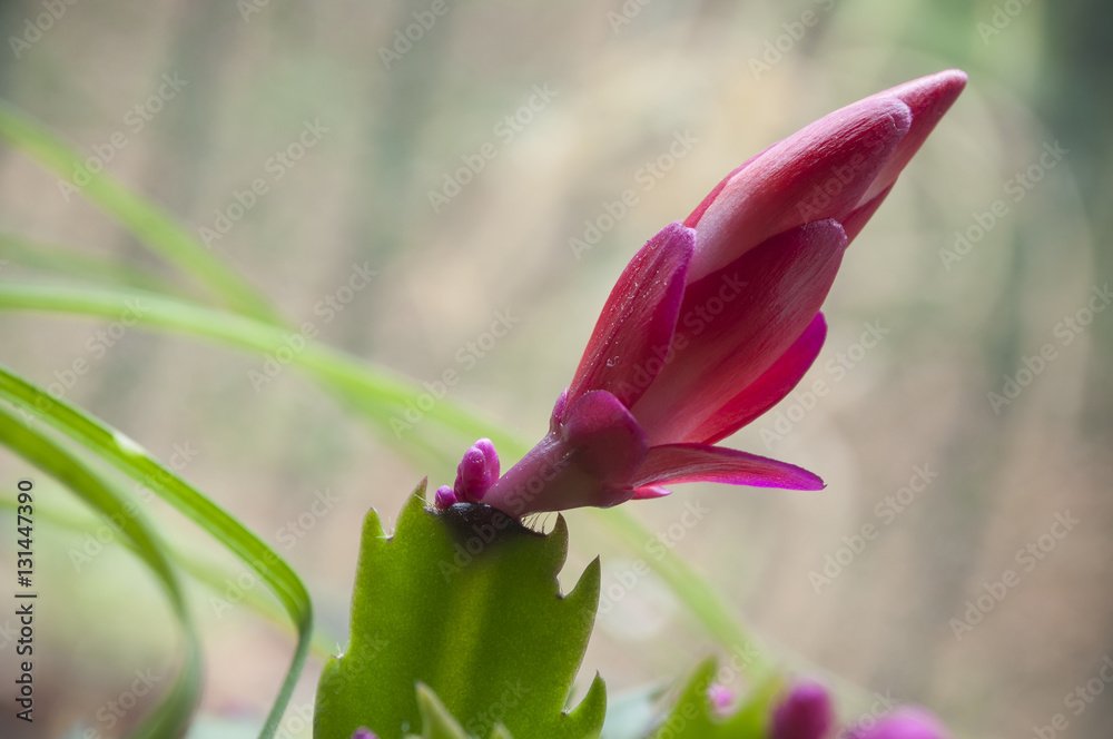 fleur rose que une plante grasse d'intérieur Stock Photo | Adobe Stock