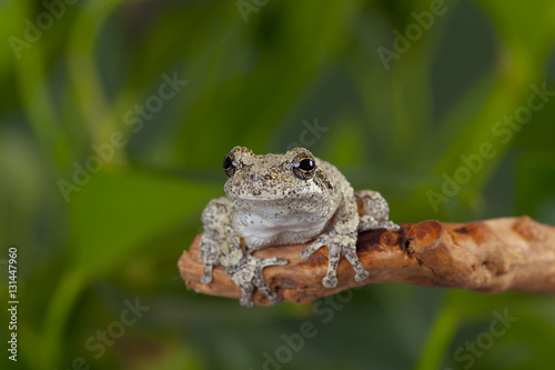 Grey Tree Frog Hyla vericolor