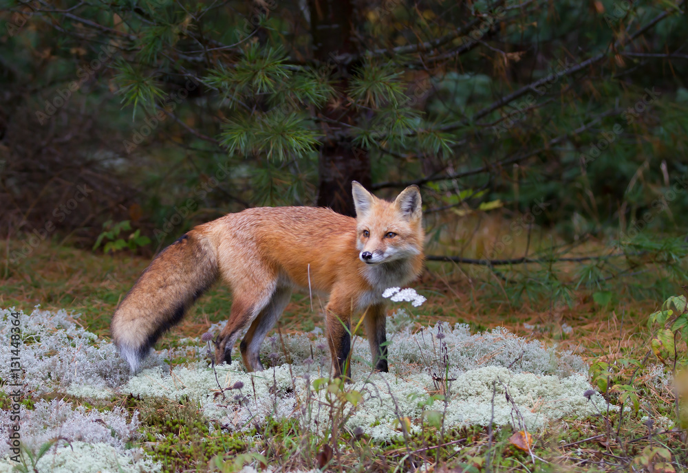 Red fox (Vulpes vulpes) in Algonquin Park, Canada in autumn