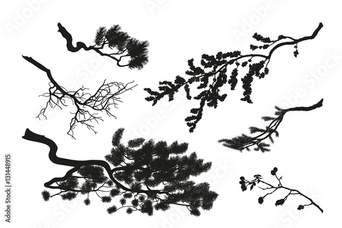 The branches of trees. Black silhouette on a white background. D