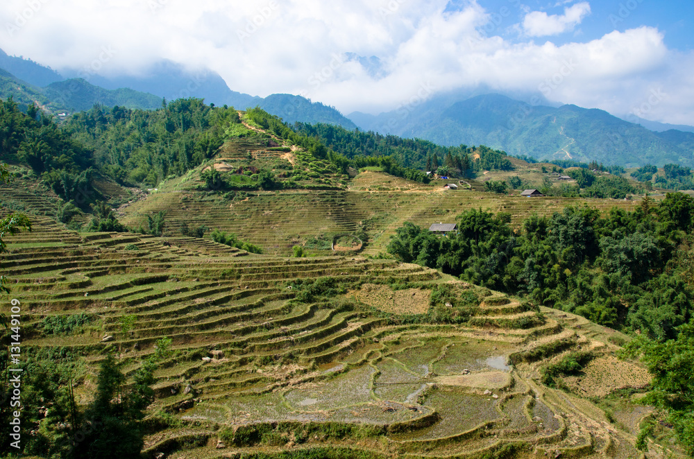 rizières en terrasse - Sa Pa - Vietnam