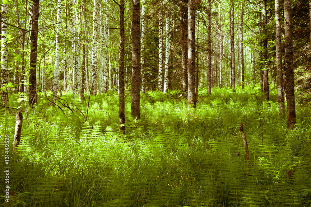 Obraz premium las