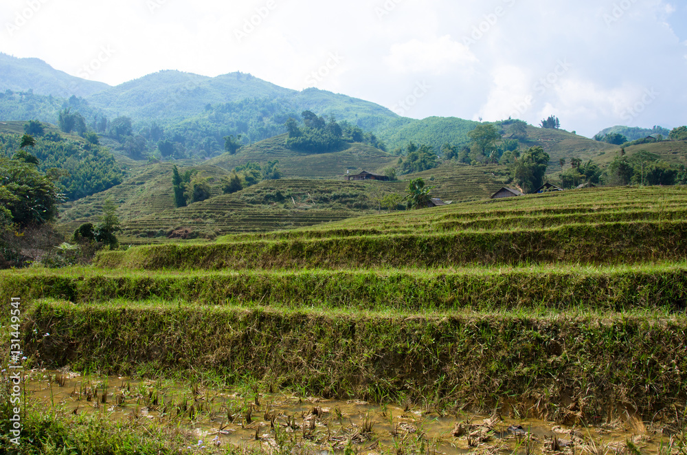 rizières en terrasse - Sa Pa - Vietnam