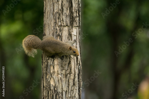 Curious red squirrel siting on tree (green background)