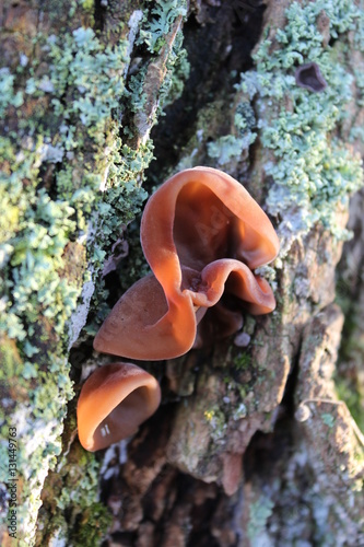 un champignon sur un tronc d'arbre