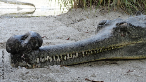 Photography The elongated, narrow snout of Gharial or fish-eating crocodile