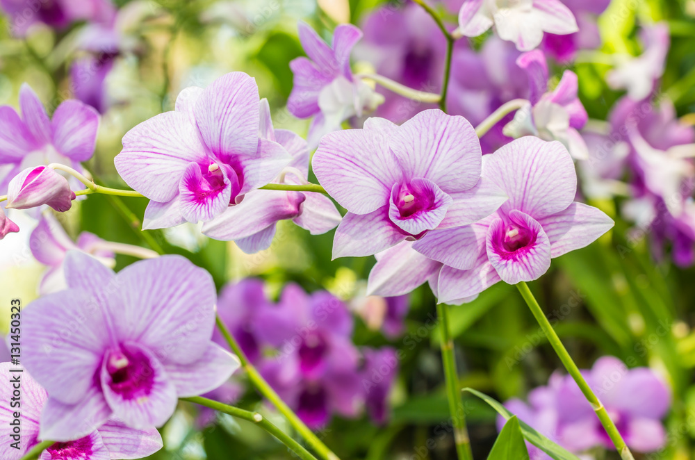 Abstract blurred background of purple orchids, Dendrobium.