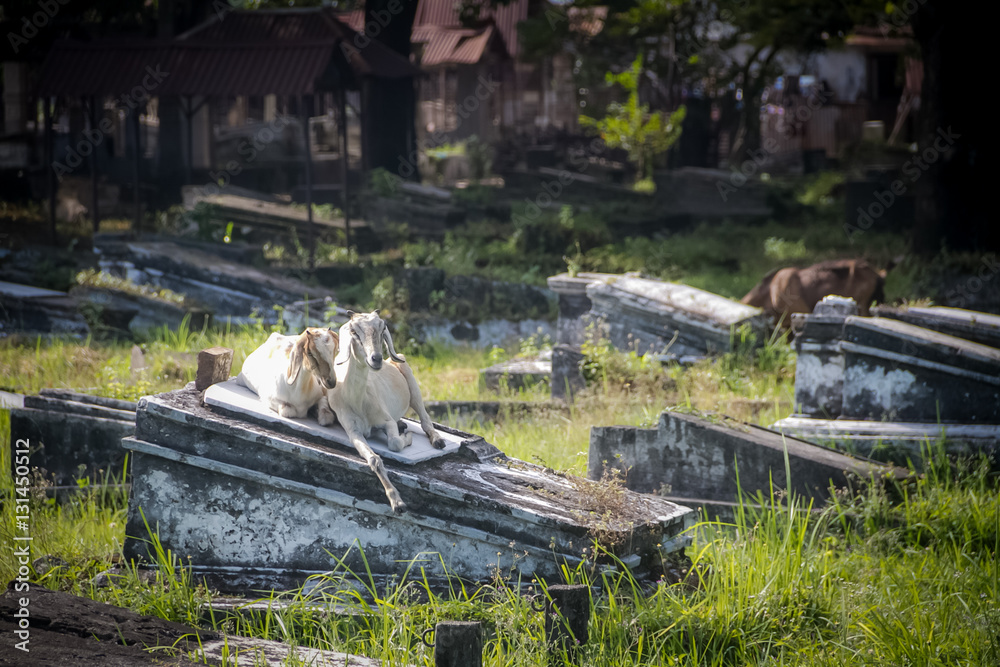 Fototapeta premium Cemetery in Surabaya
