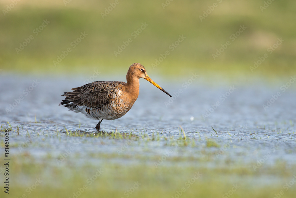 Black-tailed Godwit Black-tailed Godwit