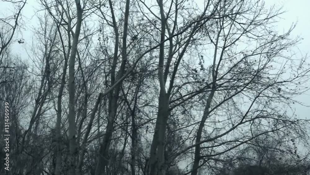 Driving pov side view bare treetop forest in winter afternoon, slow motion point of view of vehicle riding through woodland Driving pov side view bare treetop forest in winter afternoon, slow motion point of view of vehicle riding through woodland