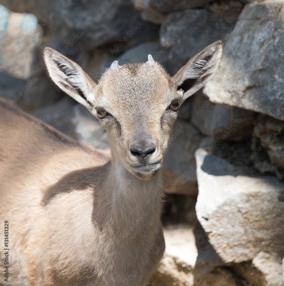 Portrait of a goat in the zoo