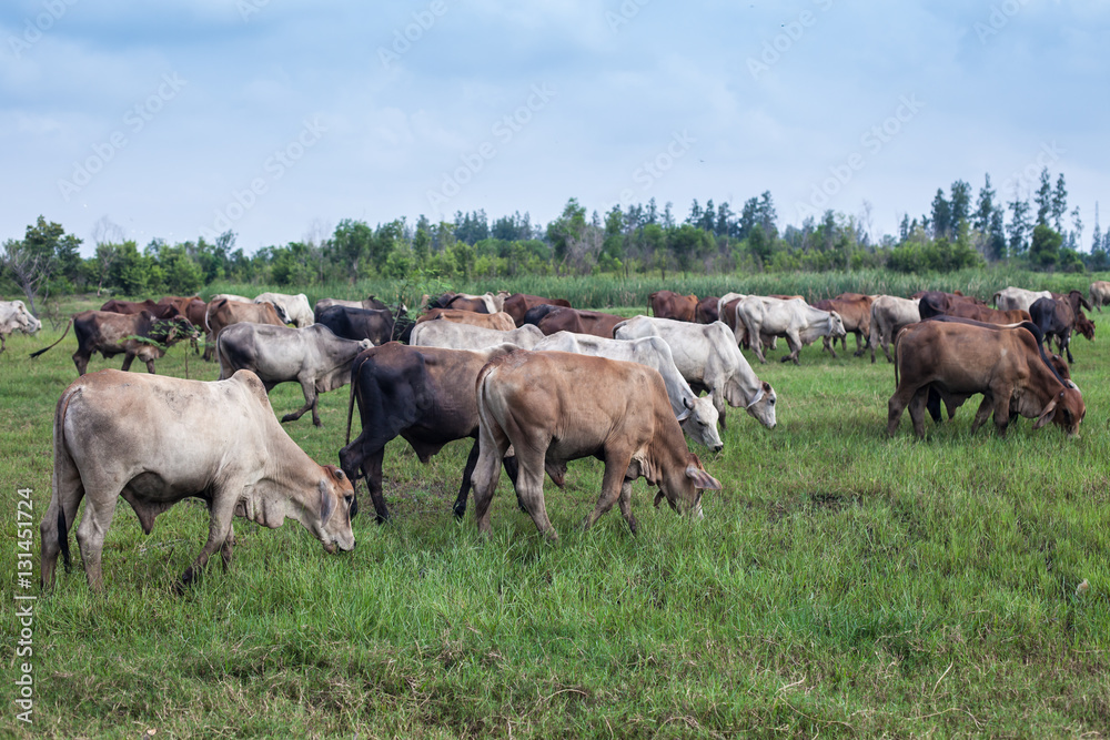 cow, ox and buffalo in the green field cow, ox and buffalo in the green field