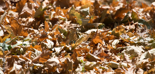 autumn leaves on the ground