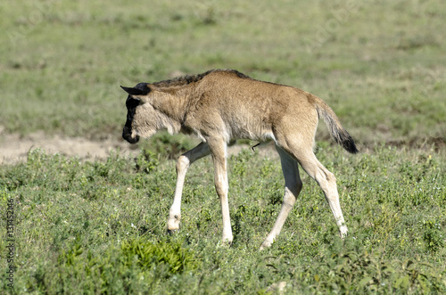 Gnou bleu  Gnou    queue noire  Connochaetes taurinus  jeune   Parc national du Serengeti  Tanzanie