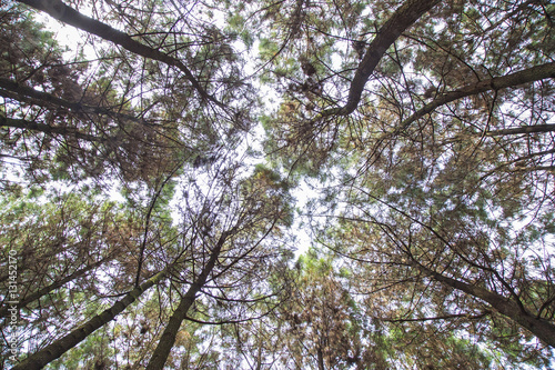 Look up in a dense pine forest