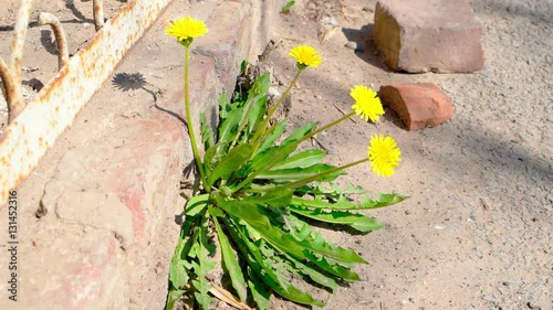 Dandellion flowers grow up through asphalt