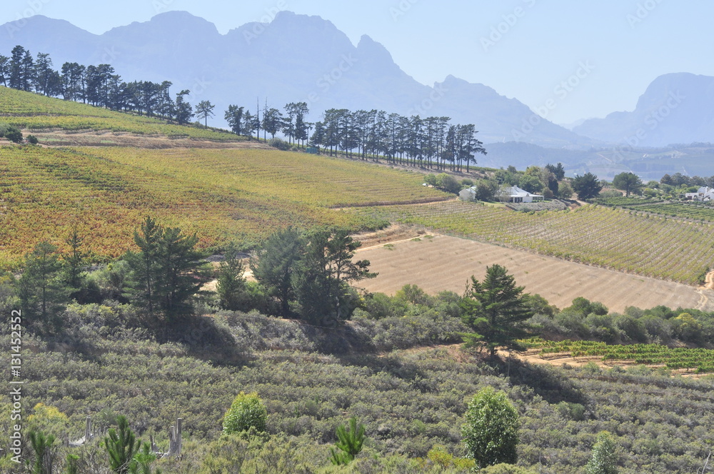 B ottlery Wine Farms, Western Cape,  South Africa