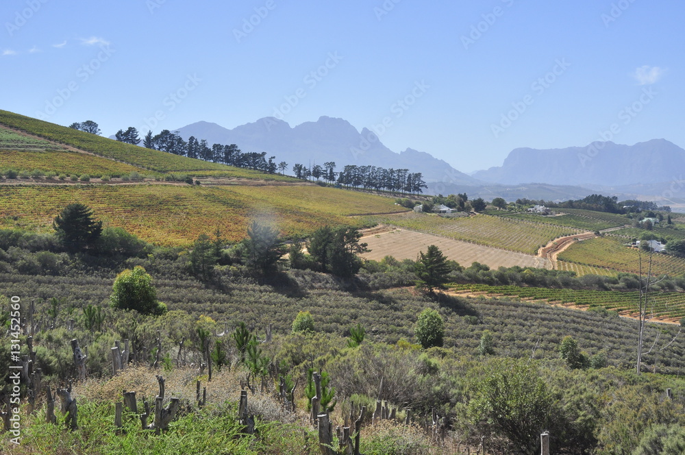 B ottlery Wine Farms, Western Cape,  South Africa