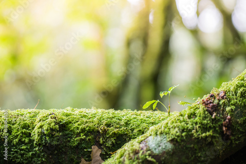 uyoung plant on moss in the forest,in the morning with sun light.l forests. Walking trails in beautiful forest. Hiking trail in Cheingmai, Thailand.