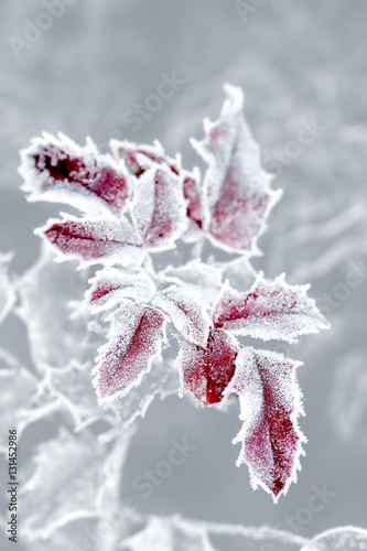 Frozen leaves, leaf with ice lace