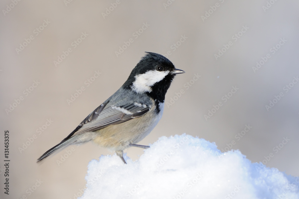 Obraz premium Coal Tit in snow