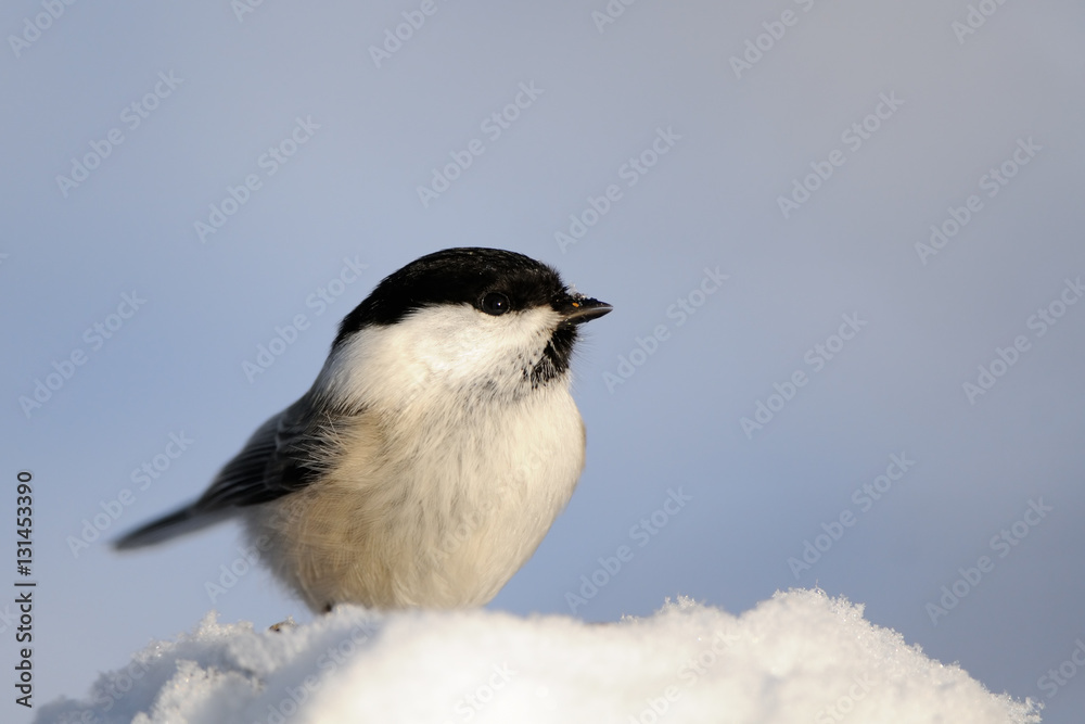 Fototapeta premium Willow Tit in snow
