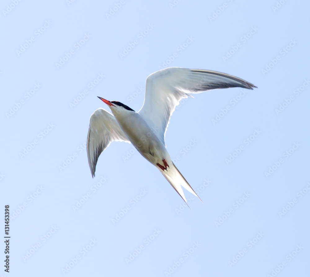 seagull on a background of blue sky seagull on a background of blue sky