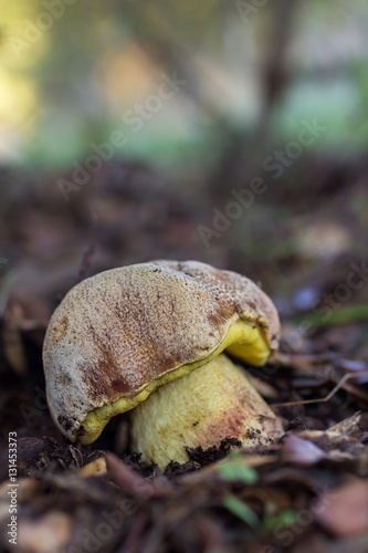 Boletus impolitus. Hemileccinum impolitum. Mushroom on the ground of a pine forest. photo