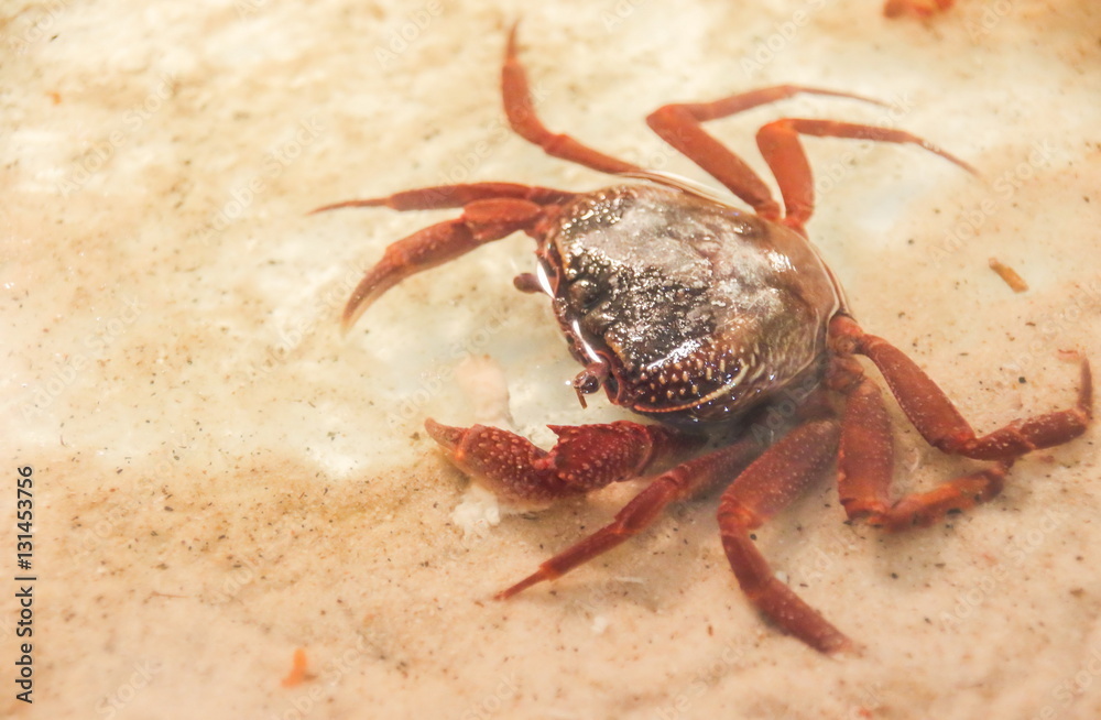 Hairy Leg Mountain Crab