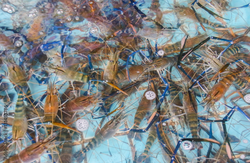 Alive shrimps in the restaurant pool.