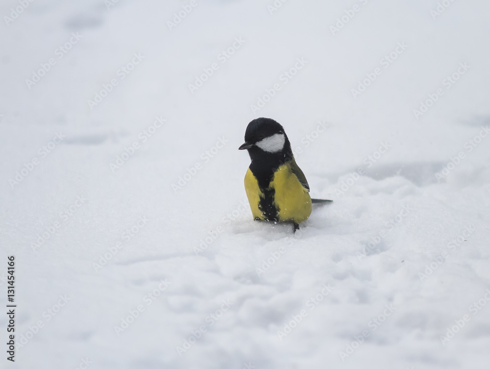 bird titmouse sitting in the white fluffy snow in Park at winter bird titmouse sitting in the white fluffy snow in Park at winter