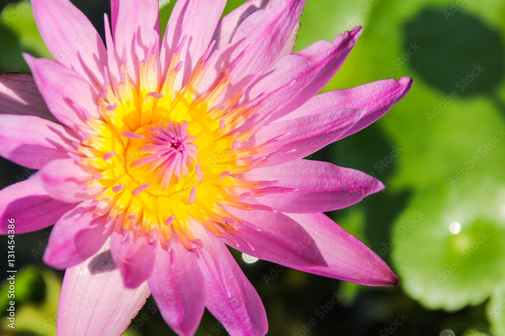 Pink lotus in the pond
