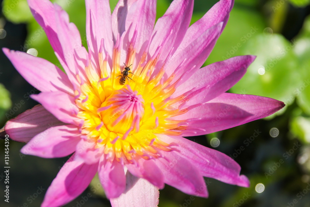Pink lotus in the pond