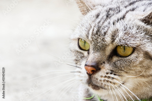 American Short Hair with yellow eyes cat