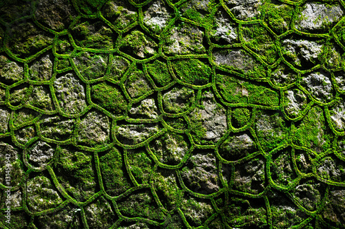 Masonry covered with lichen, moss and grass. photo