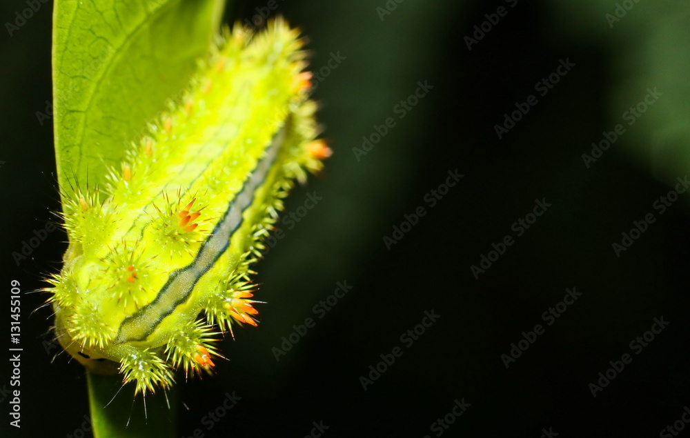 Poisonous Caterpillars, Order Lepidoptera