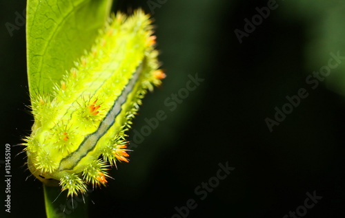 Obraz na płótnie Poisonous Caterpillars, Order Lepidoptera w salonie