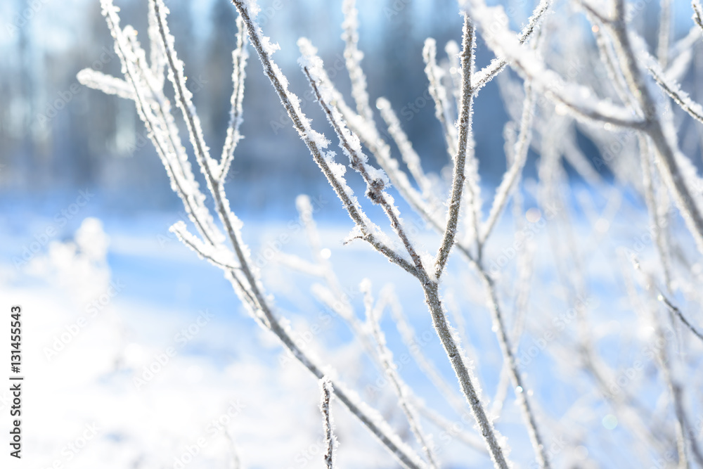 Tree branches frozen in the ice. Frozen tree branch in winter forest. Branch covered with snow Tree branches frozen in the ice. Frozen tree branch in winter forest. Branch covered with snow
