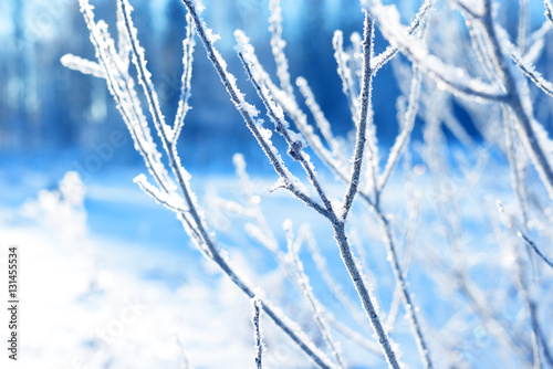 Tree branches frozen in the ice. Frozen tree branch in winter forest. Branch covered with snow