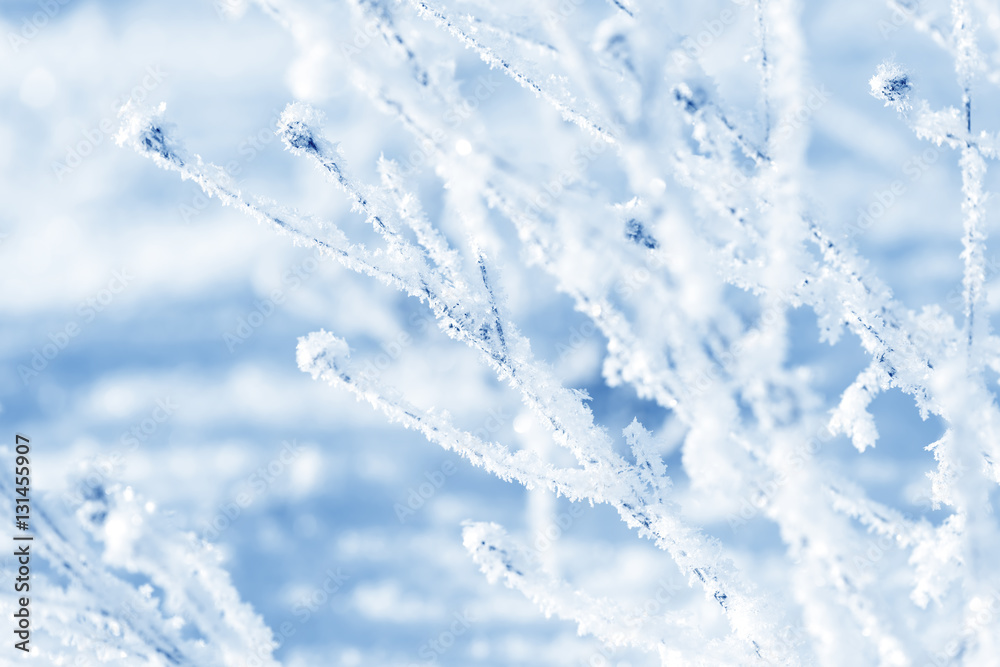 Grass branches frozen in the ice. Frozen grass branch in winter. Branch covered with snow Grass branches frozen in the ice. Frozen grass branch in winter. Branch covered with snow