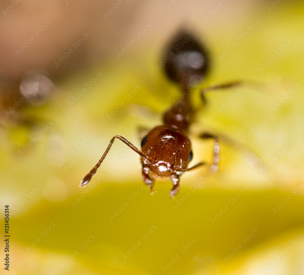 ant in nature. macro