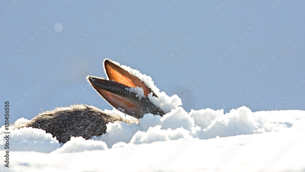 Naklejka premium uszy królika w śniegu