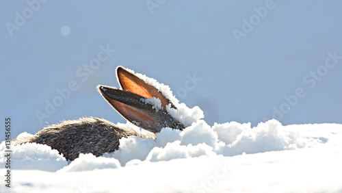 Fotografiet bunny ears in snow