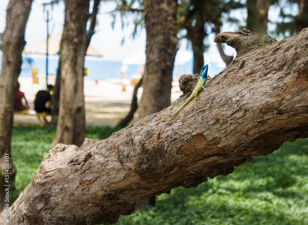 Blue-crested lizard on a tree looking away Blue-crested lizard on a tree looking away