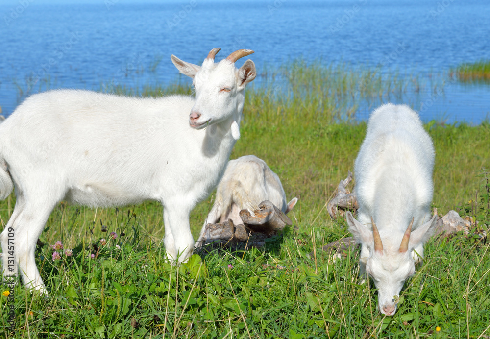 Homemade goats on grass background. Homemade goats on grass background.