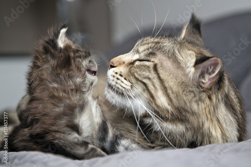 Tableau sur toile Маленький  пушистый котенок Мейн Кун с кошкой