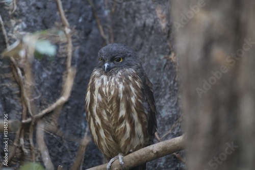 Brown Hawk-owl (Ninox scutulata) photo