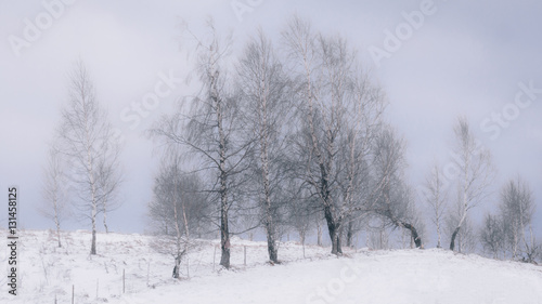 Trees painted by winter