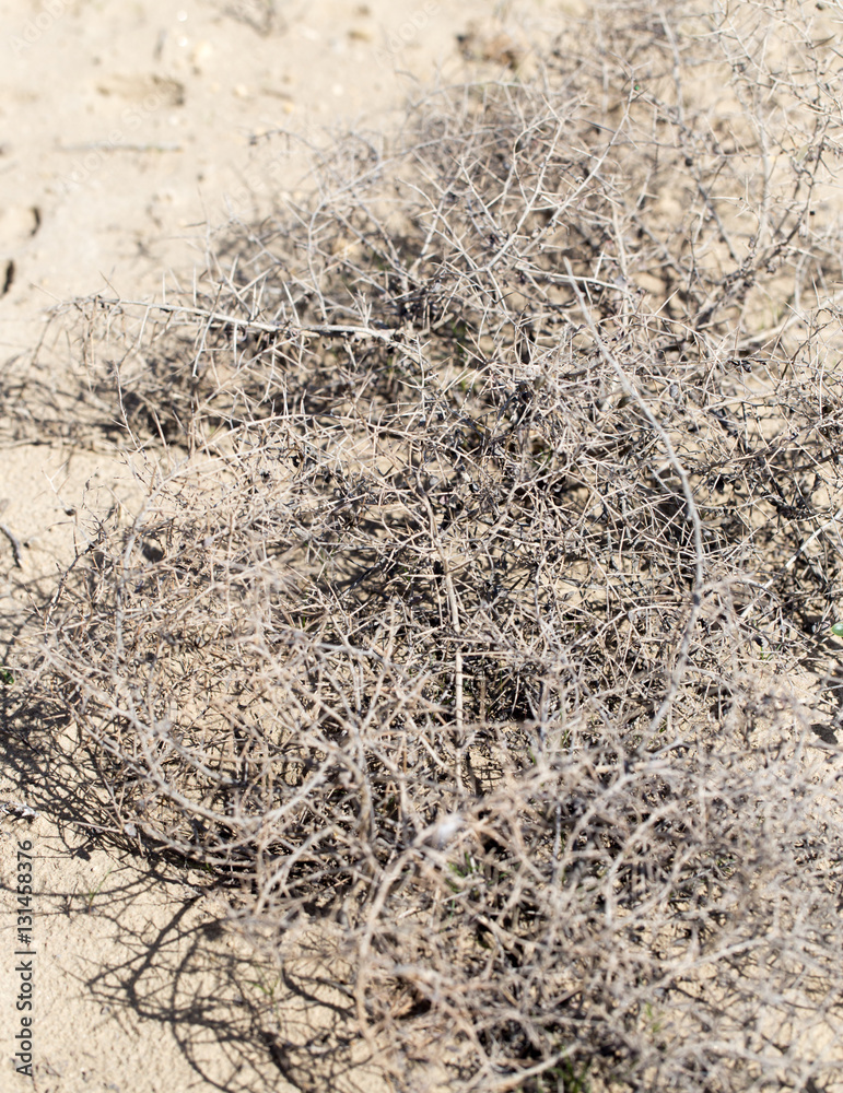 dry grass prickly tumbleweed field on nature dry grass prickly tumbleweed field on nature