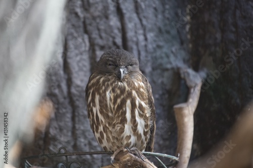 Brown Hawk-owl (Ninox scutulata) photo